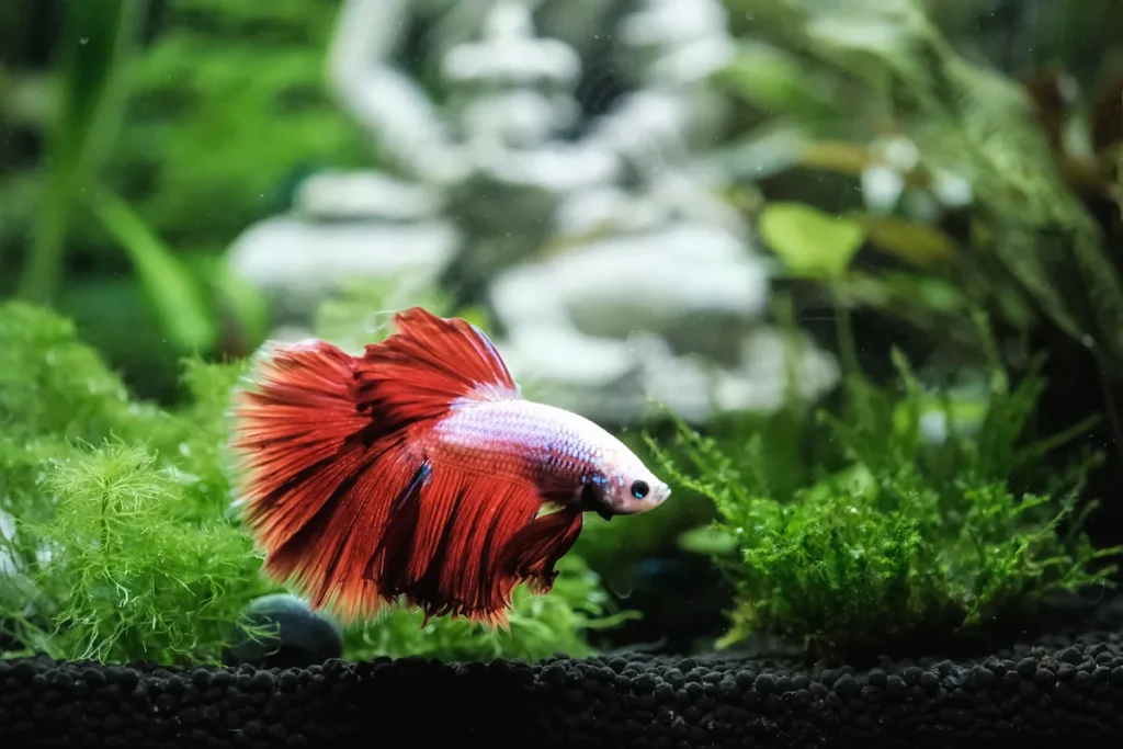 ikan pemakan jentik nyamuk