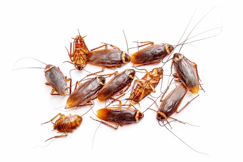 bahaya kecoa bagi kesehatan