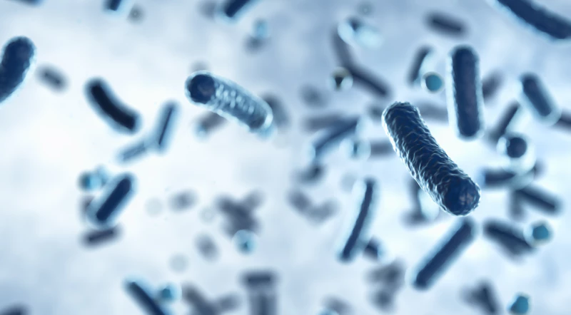 bakteri streptococcus