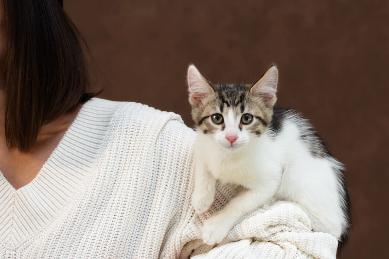 cara menghilangkan bulu kucing di baju