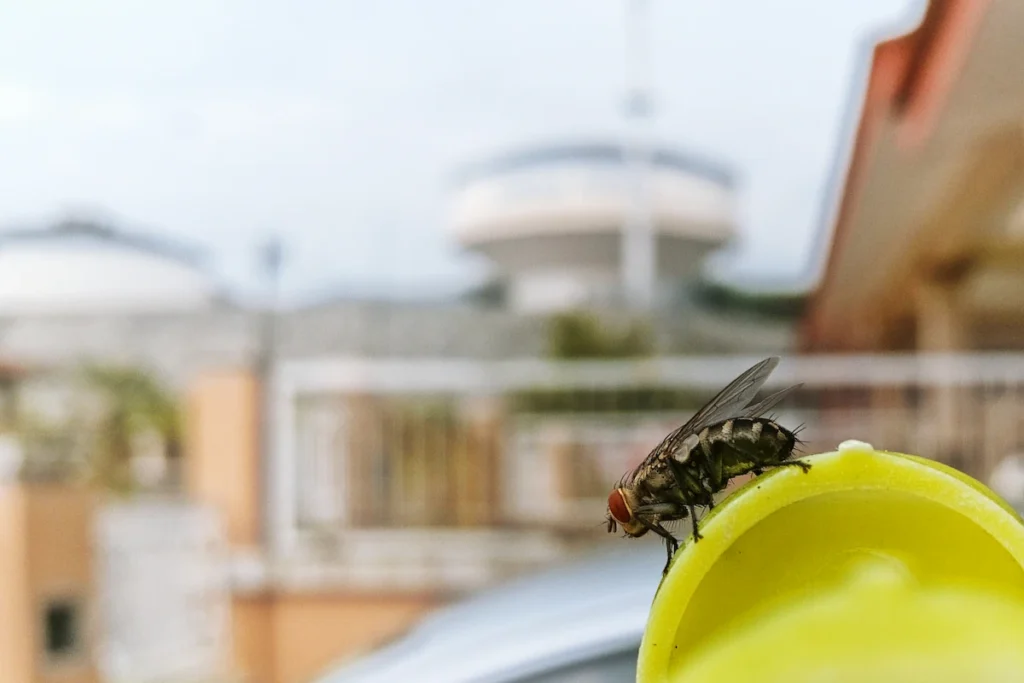 cara menghilangkan lalat di rumah