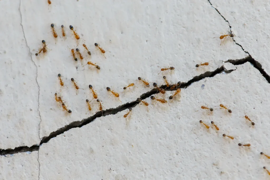 cara menghilangkan semut di tembok