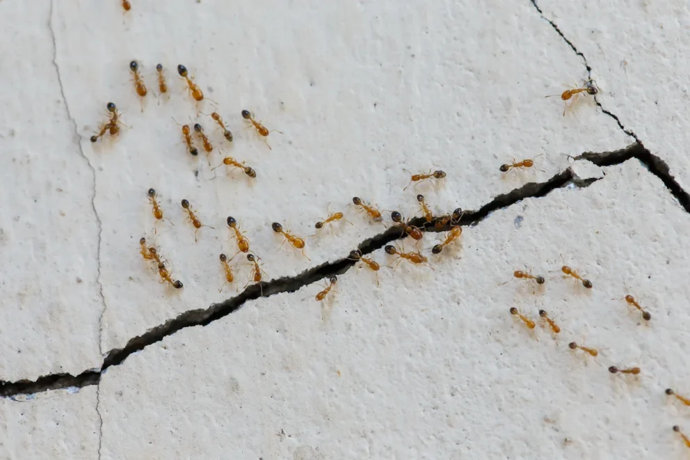 cara menghilangkan semut di tembok