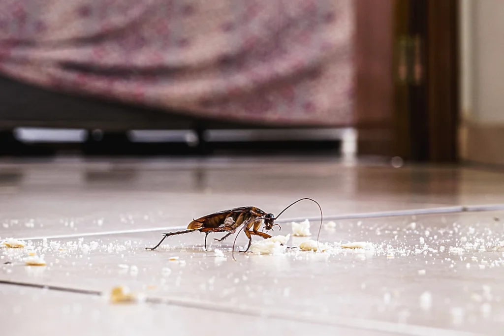 cara mengusir kecoa