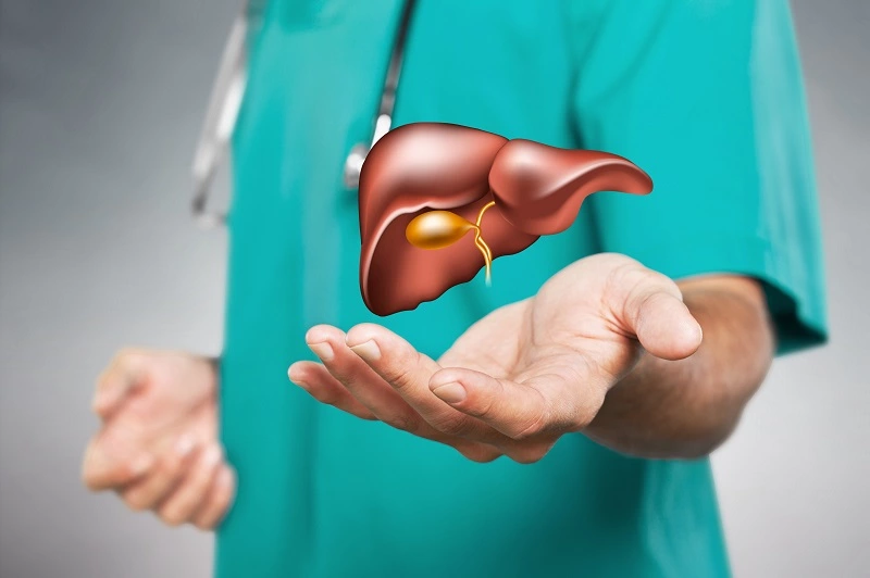 fungsi hati dalam sistem pencernaan