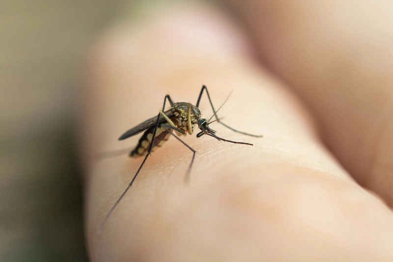 jenis nyamuk rumahan