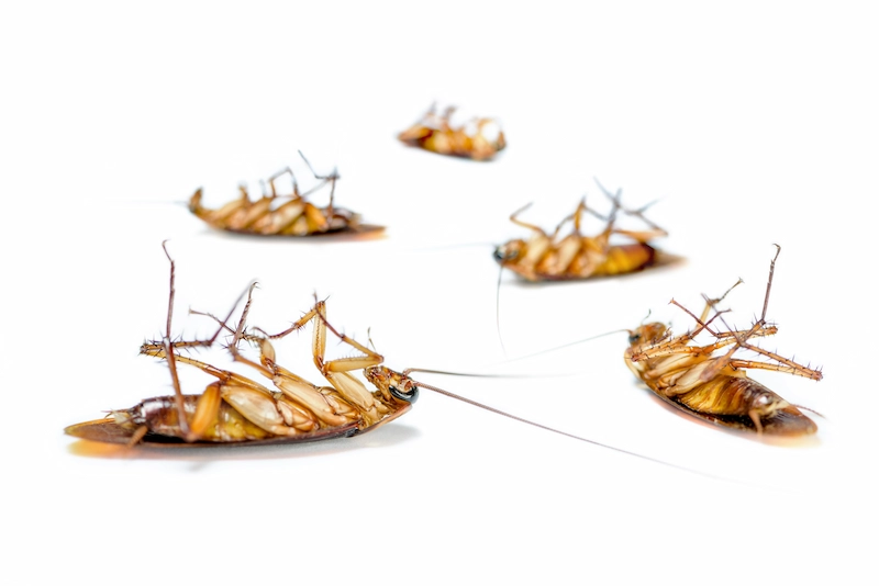 jenis serangga di rumah