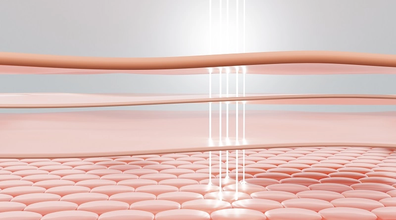 lapisan kulit epidermis