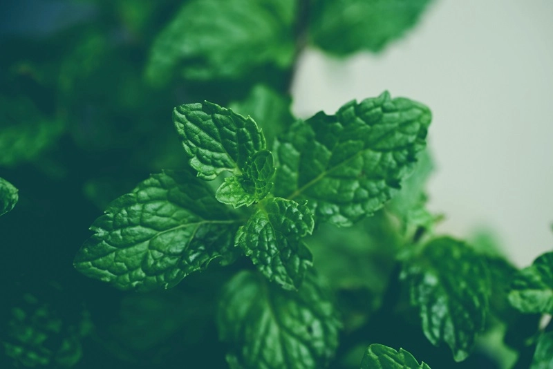 manfaat daun mint