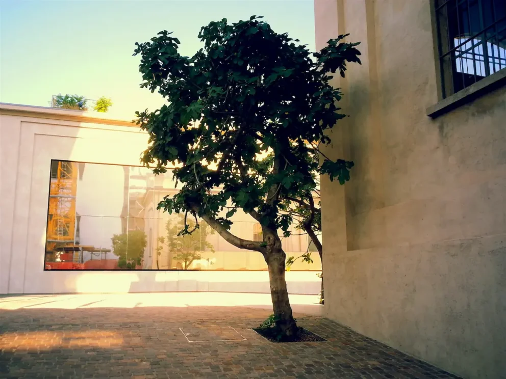 pohon yang cocok di depan rumah