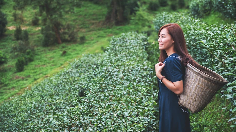 tips wisata kebun teh